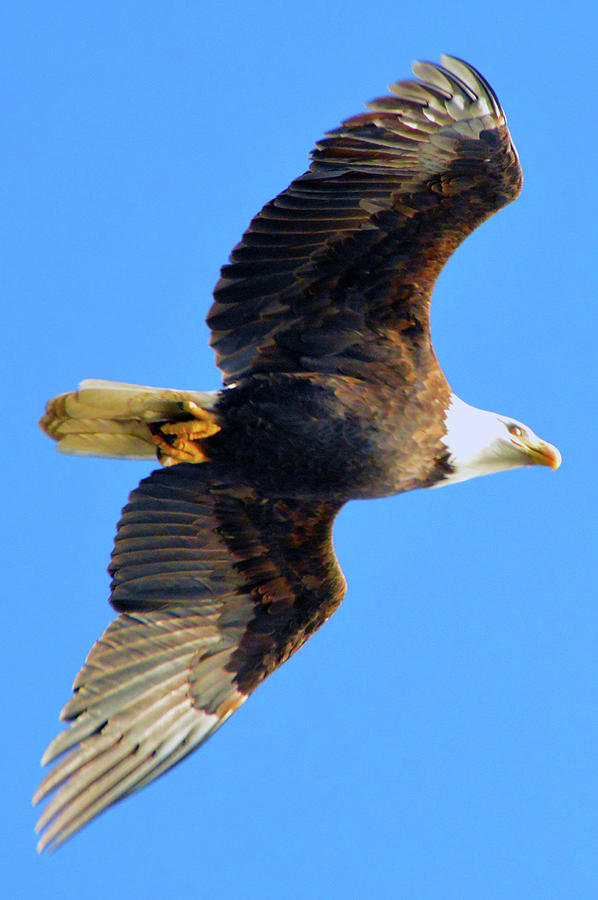 Bald Eagle in Flight